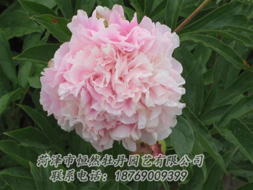 點(diǎn)擊查看詳細(xì)信息<br>標(biāo)題：粉面桃花 閱讀次數(shù)：1221