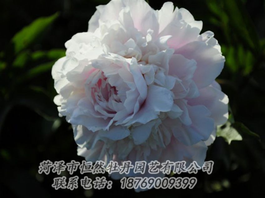 點(diǎn)擊查看詳細(xì)信息<br>標(biāo)題：粉色芍藥 閱讀次數(shù)：1071