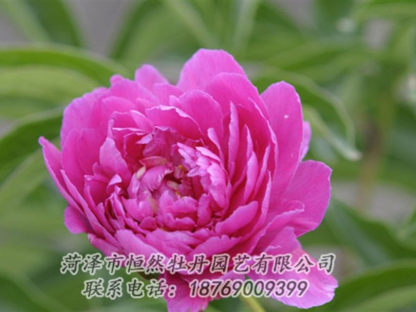 點擊查看詳細信息<br>標題：紅茶花 閱讀次數(shù)：950