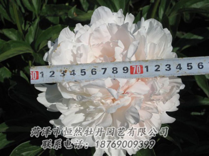 點(diǎn)擊查看詳細(xì)信息<br>標(biāo)題：雪峰 閱讀次數(shù)：1034