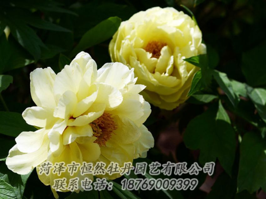 點(diǎn)擊查看詳細(xì)信息<br>標(biāo)題：黃色芍藥 閱讀次數(shù)：1125