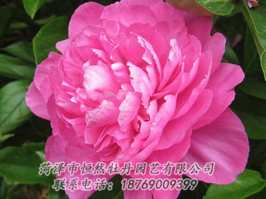 點(diǎn)擊查看詳細(xì)信息<br>標(biāo)題：紅色芍藥 閱讀次數(shù)：990