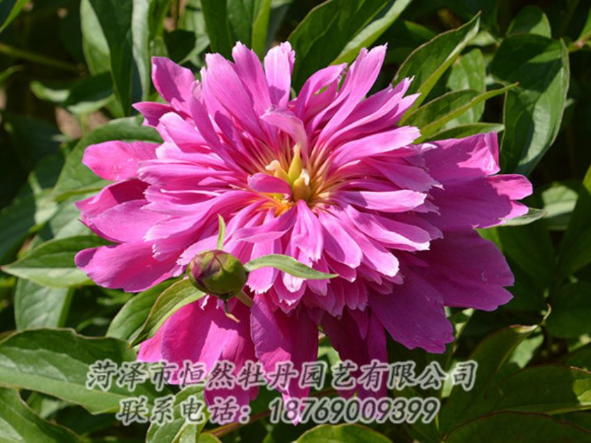 點(diǎn)擊查看詳細(xì)信息<br>標(biāo)題：紅色芍藥 閱讀次數(shù)：1067