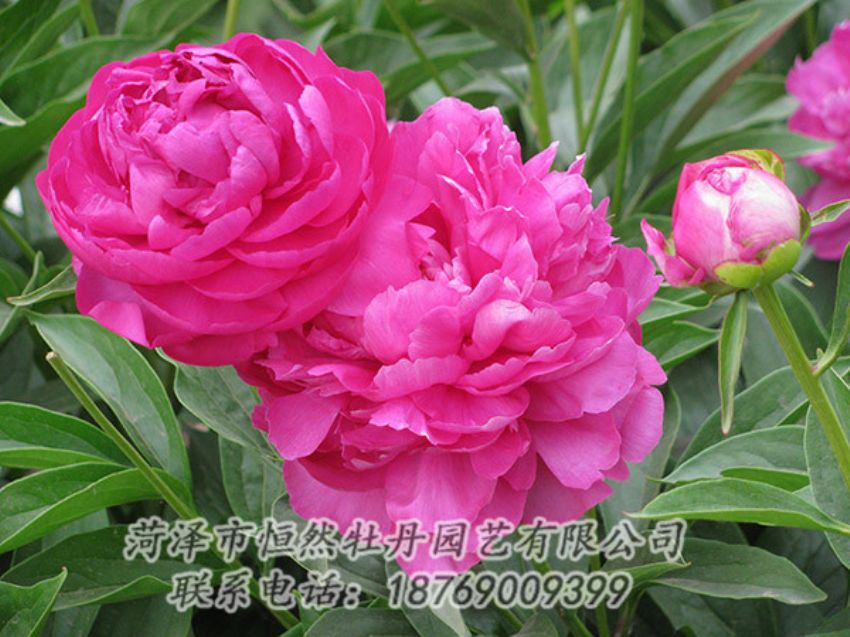 點(diǎn)擊查看詳細(xì)信息<br>標(biāo)題：紅色芍藥 閱讀次數(shù)：1084