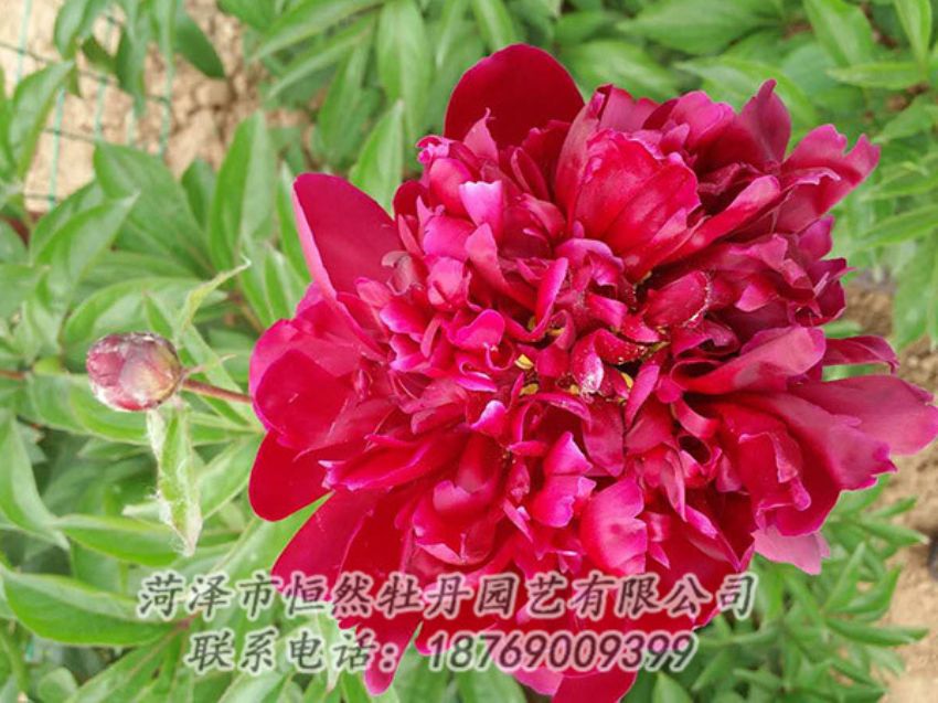 點(diǎn)擊查看詳細(xì)信息<br>標(biāo)題：紅色芍藥 閱讀次數(shù)：1094