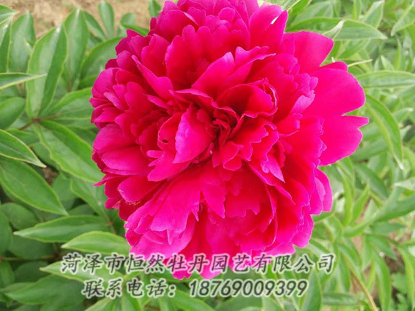 點擊查看詳細信息<br>標題：紅色芍藥 閱讀次數(shù)：1158